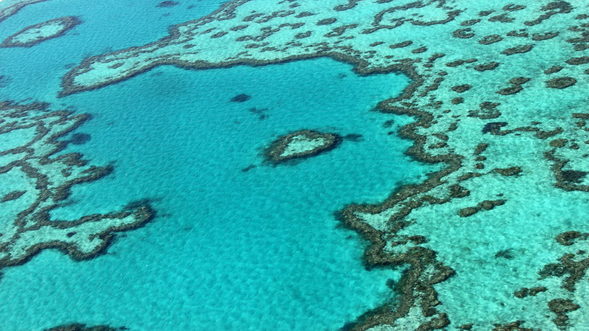 Image for the title: Australia's Great Barrier Reef status lowered to deteriorating 