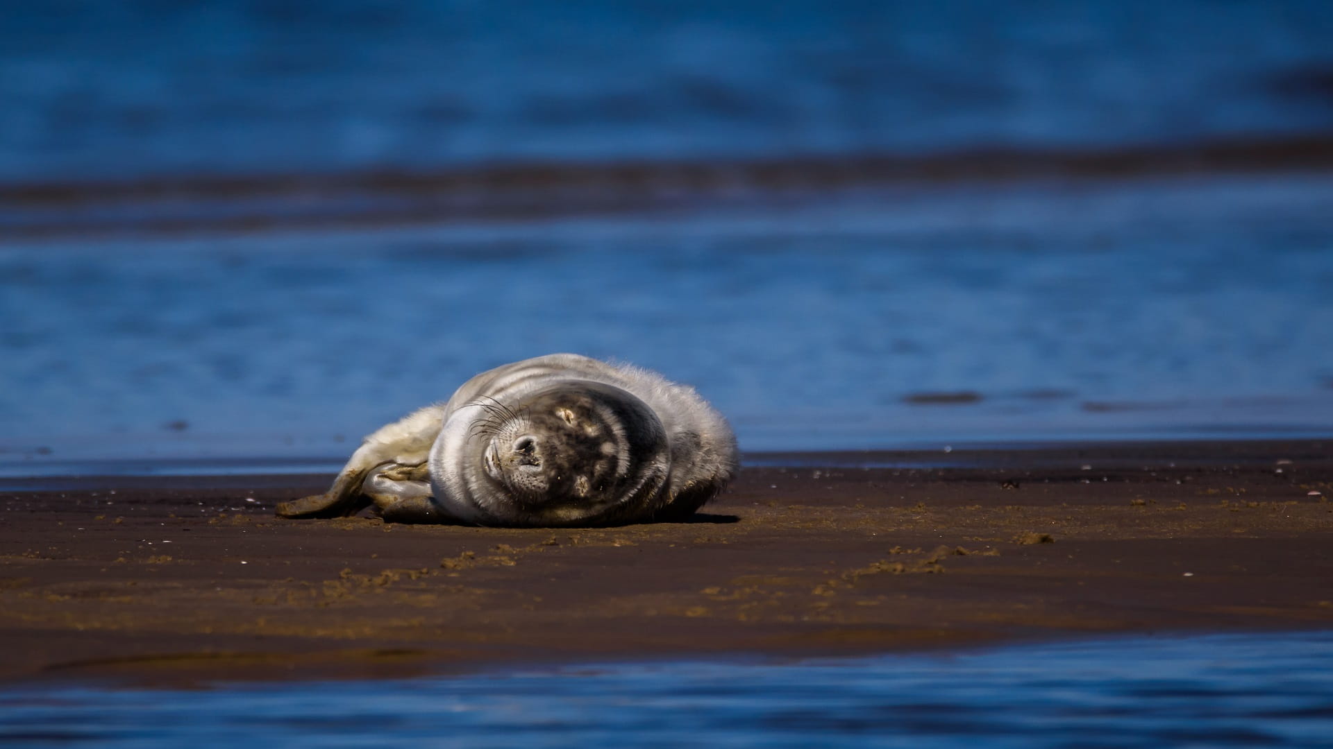 Image for the title: Russia probes mystery seal die-off 