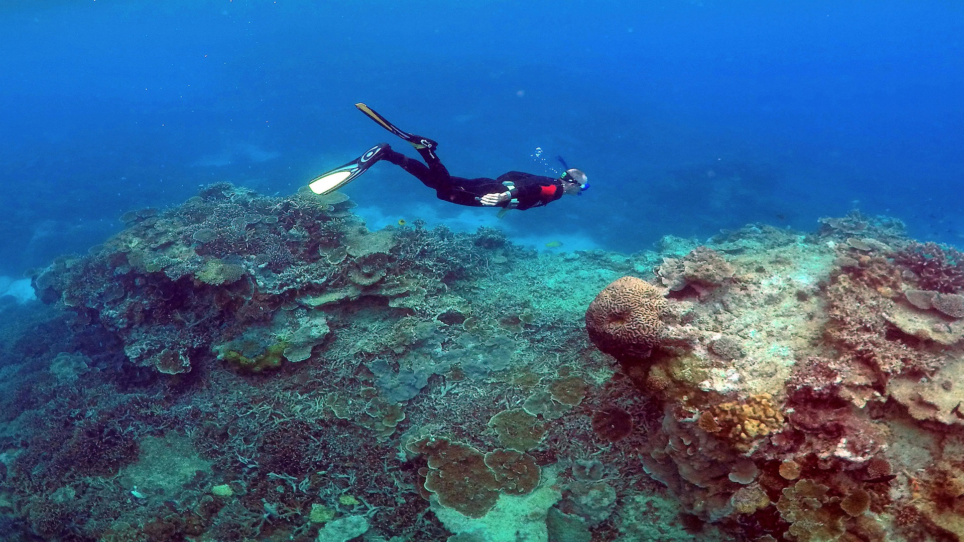 Image for the title: Coral IVF trial offers hope of renewal for Australia's Great Barrier Reef 