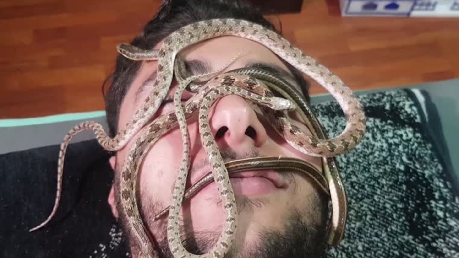 Image for the title: Snake massage in Egypt not for the faint-hearted 