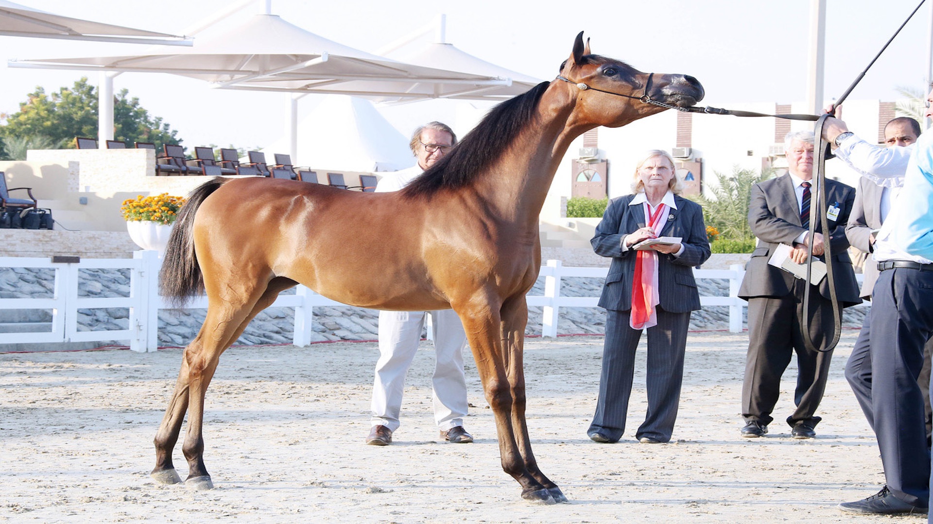 Image for the title: Sharjah Arabian Horse Festival kicks off Wednesday with 356 horses 