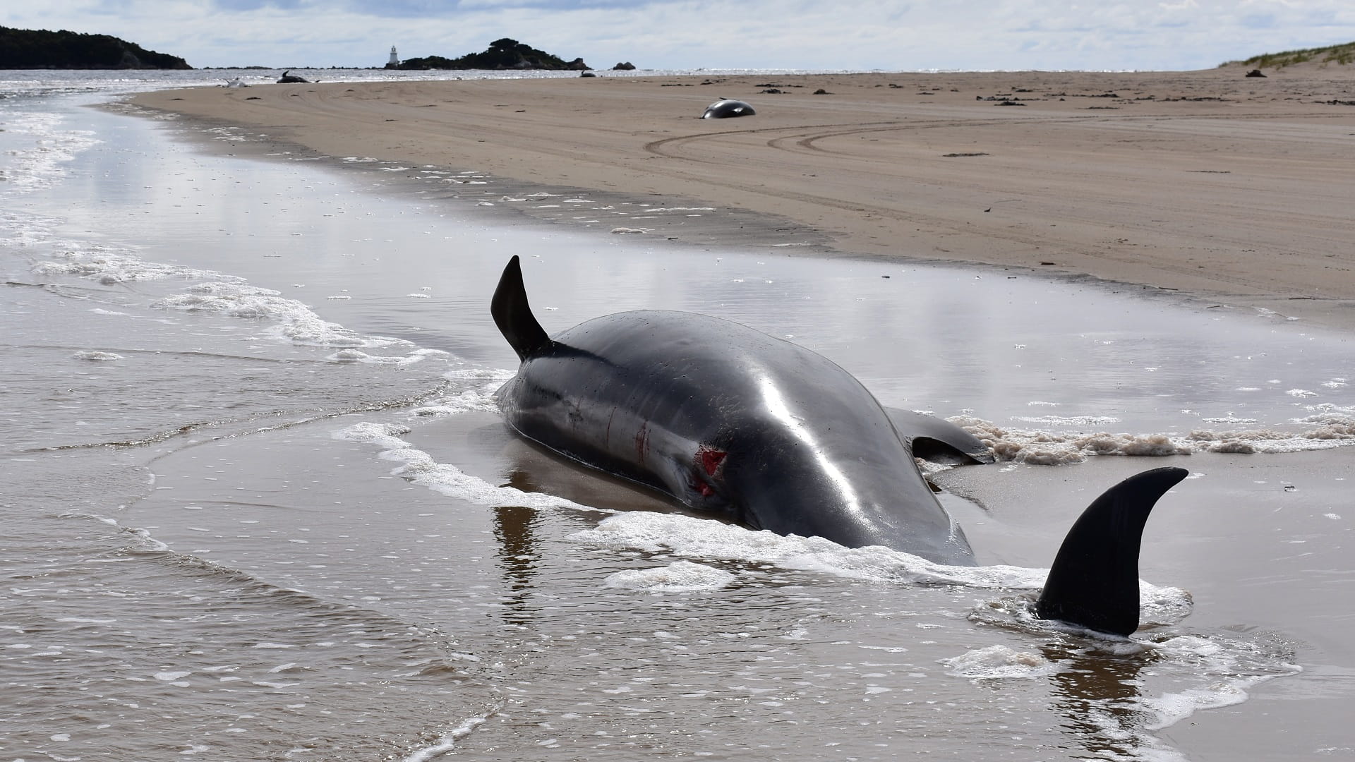 Image for the title: Nearly 100 whales die after mass stranding in New Zealand 