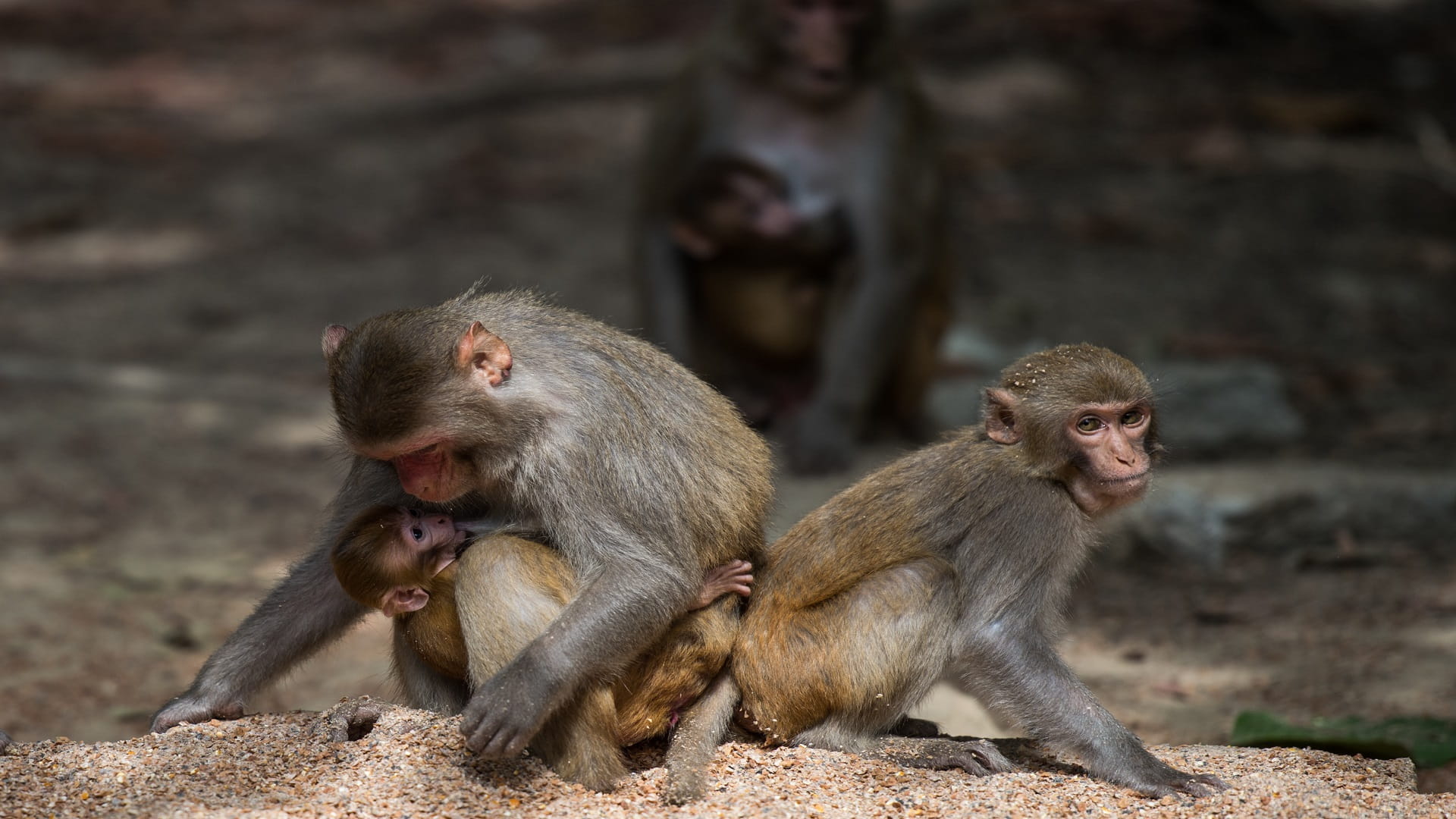 Image for the title: Zoo monkeys prefer traffic noise to natural sounds: study 