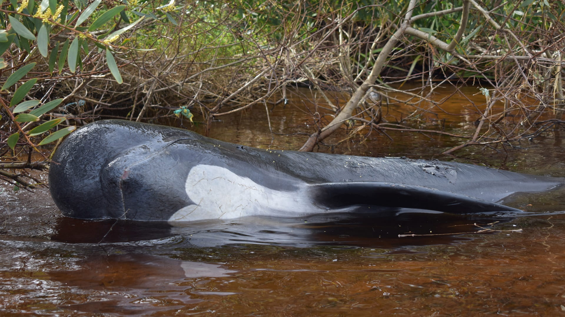 Image for the title: Four dead whales wash ashore on San Francisco Bay area beaches 