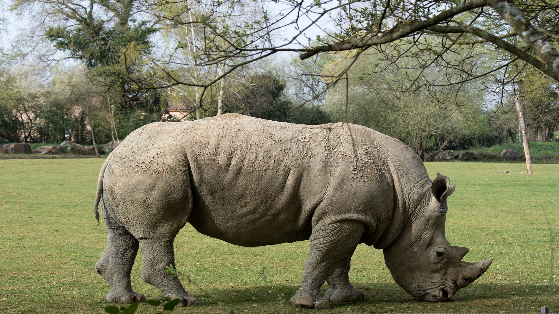 Image for the title: Rhino population in Nepal grows in conservation boost 