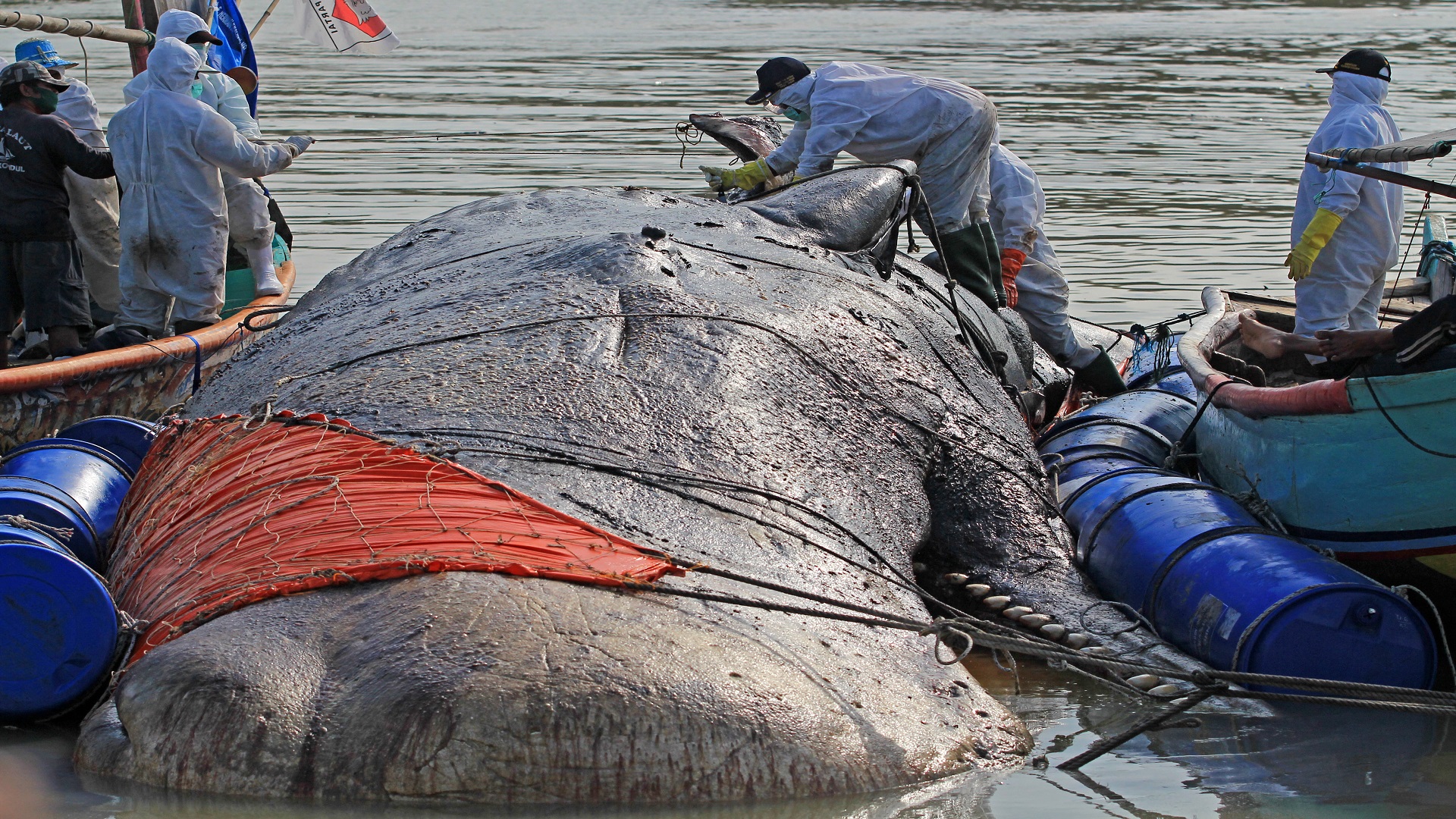 Image for the title: Rare blue whale washes up on Namibia beach 