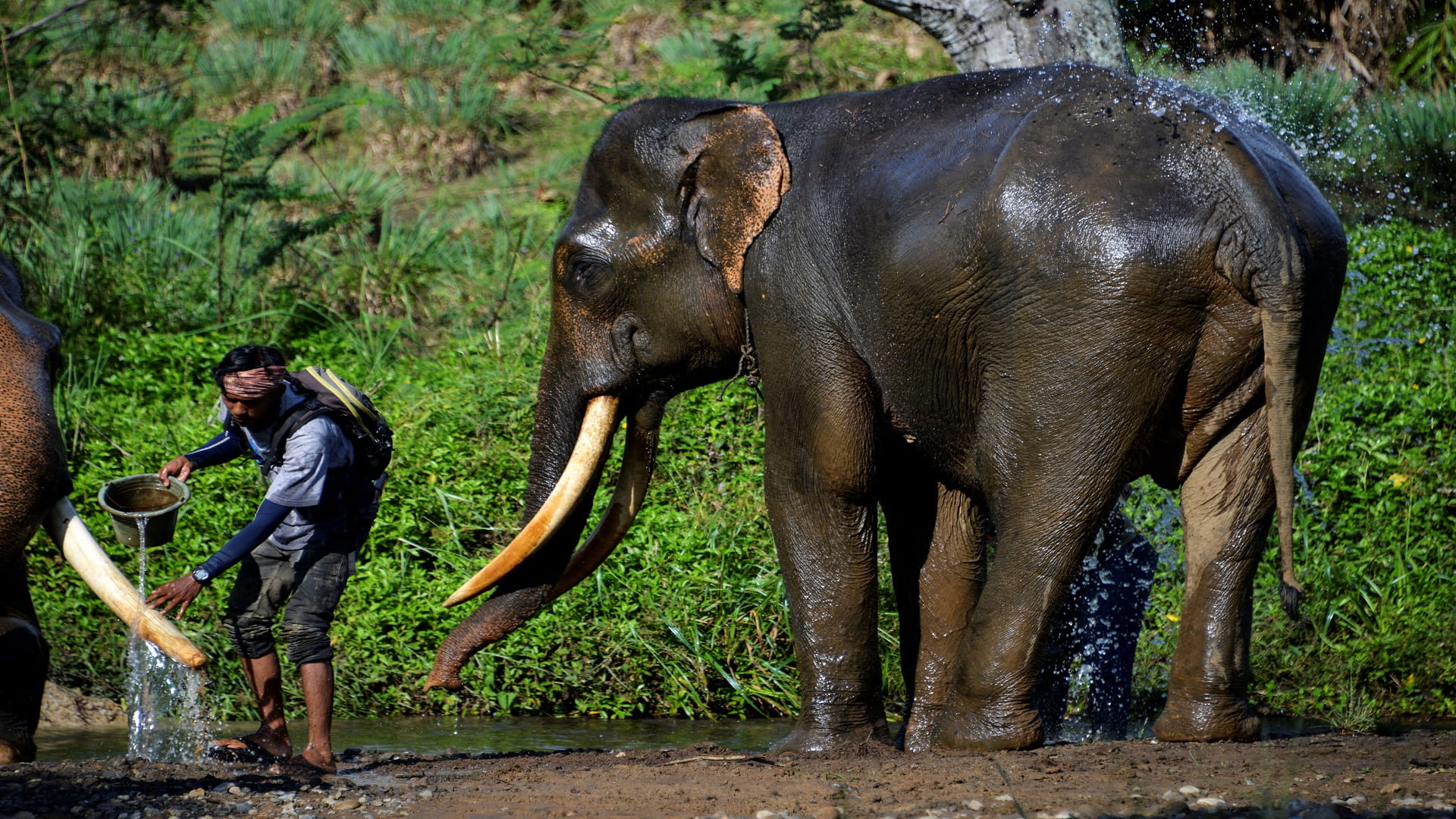 Image for the title: Ivory Coast sounds alarm over plunging elephant population 