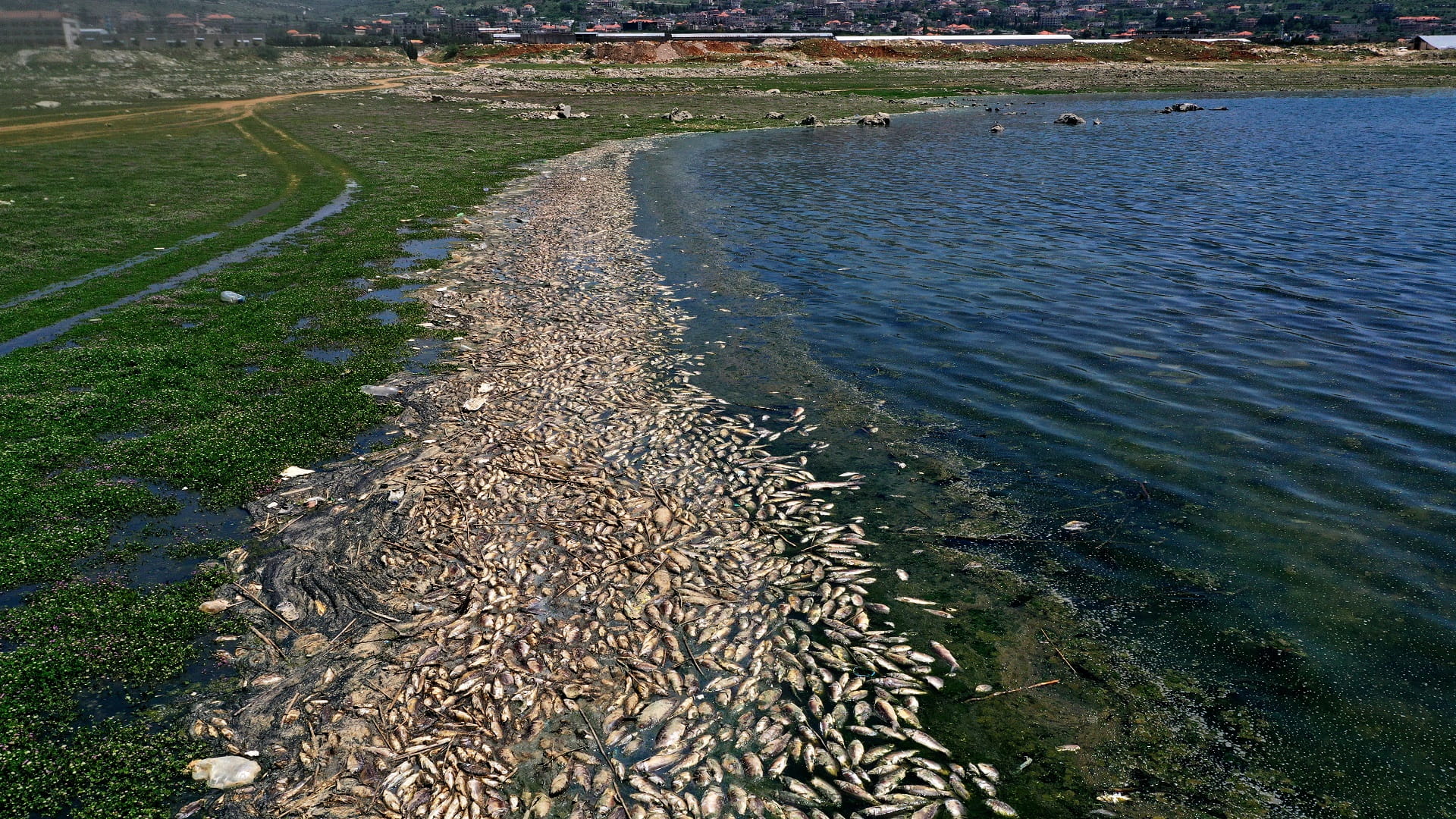 Image for the title: Polluted Lebanon lake spews out tonnes of dead fish 