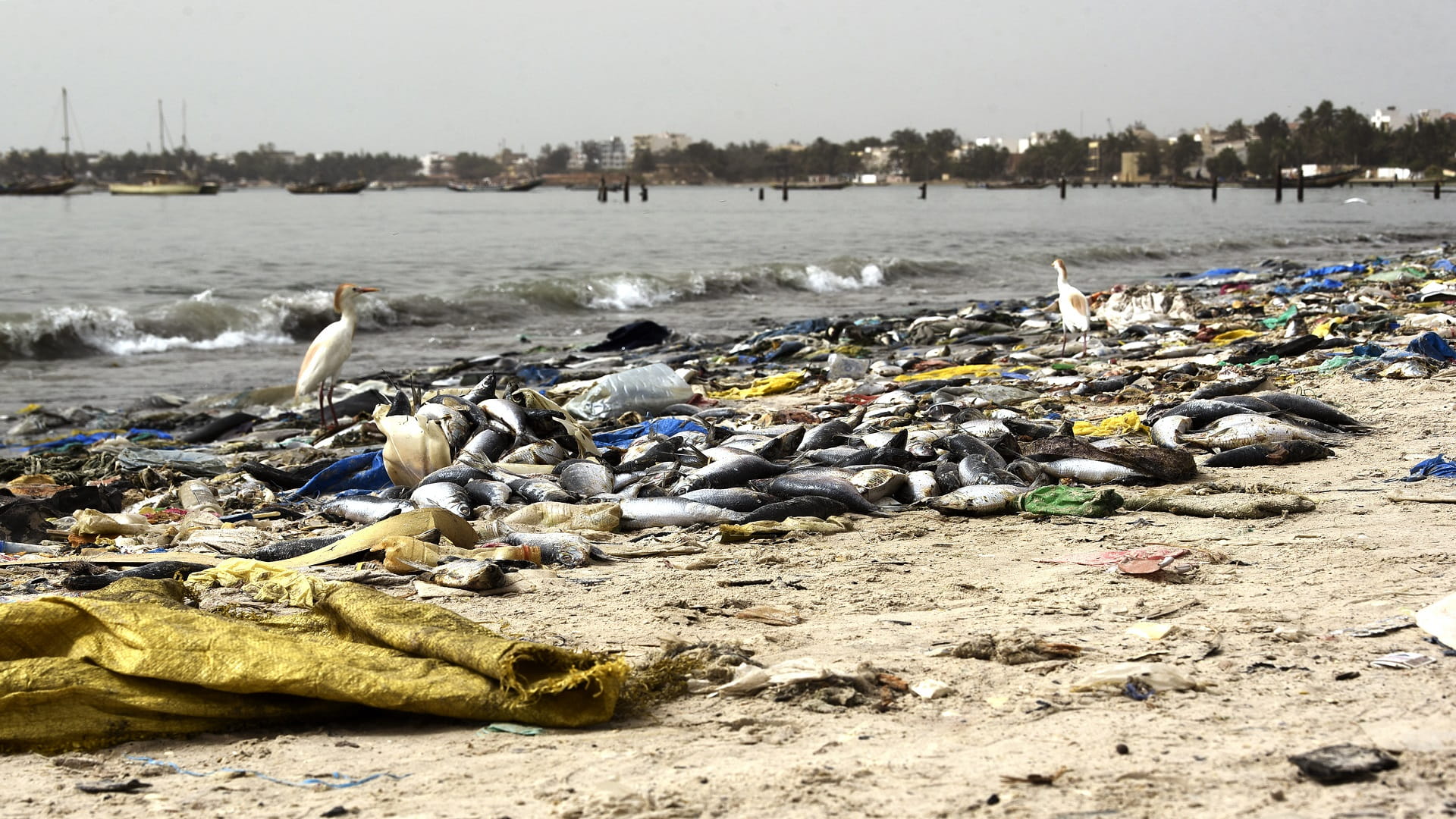 Image for the title: Ghana investigates after dead fish, dolphins wash up on shore 