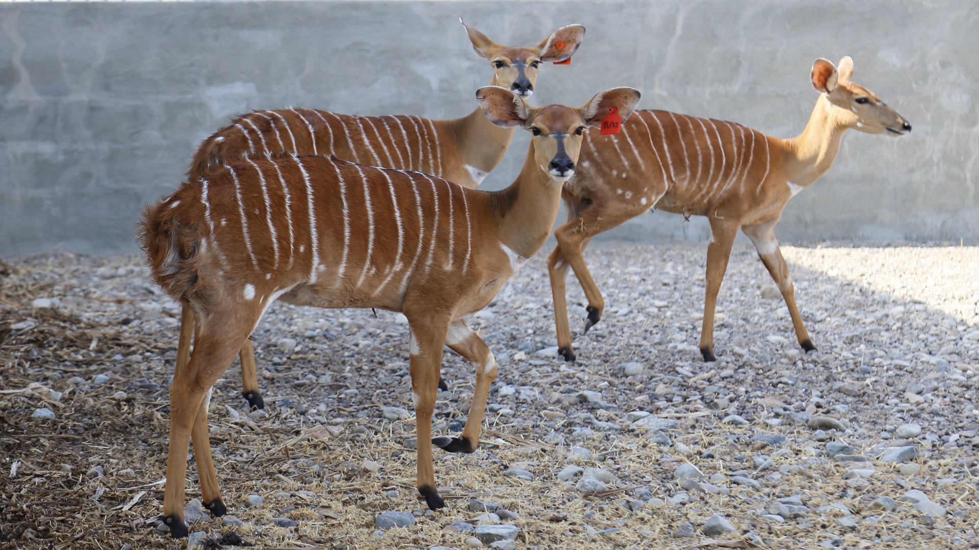 Image for the title: The arrival of a new group of animals to the Sharjah Safari 