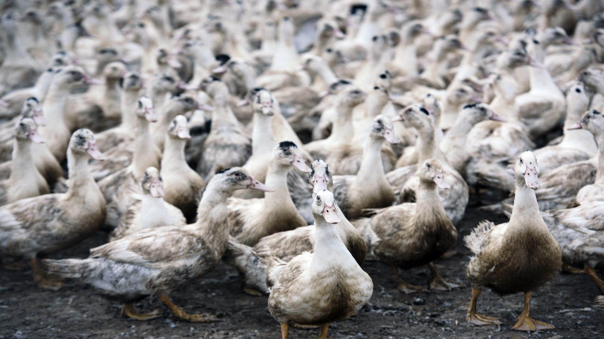 Image for the title: Vietnam culls 100,000 poultry as bird flu outbreaks spread 