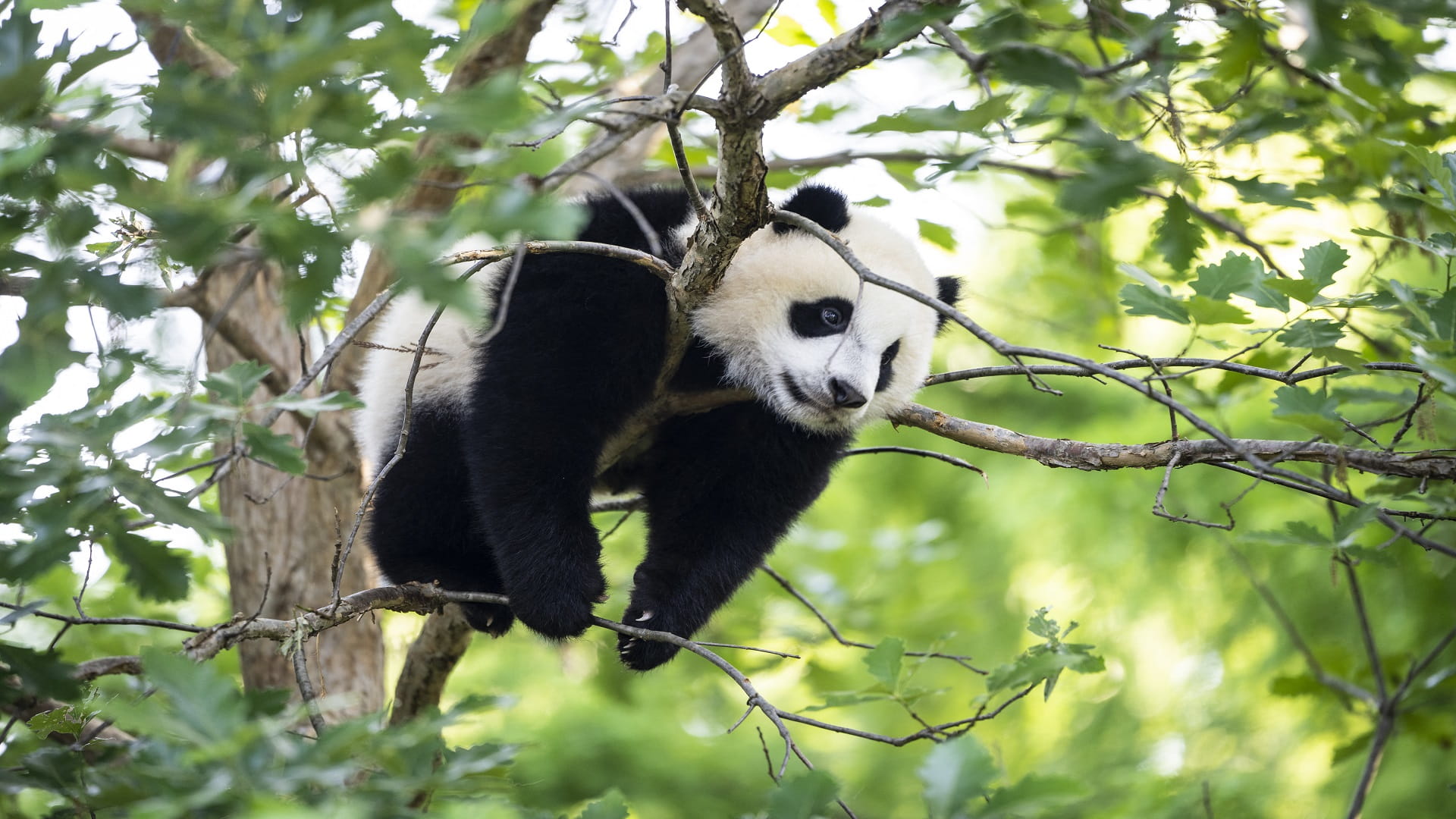 Image for the title: Third giant panda cub born in Malaysia 