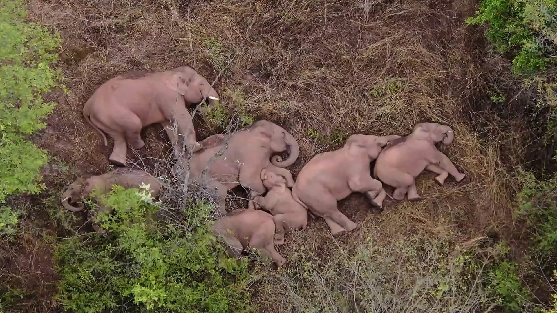 Image for the title: Elephant goes rogue as wild herd causes chaos in China 