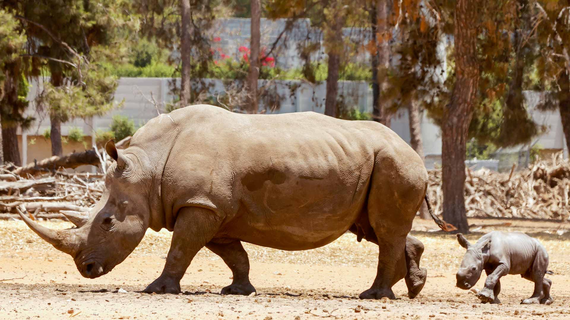 Image for the title: Two rare Javan rhino calves spotted in Indonesia 