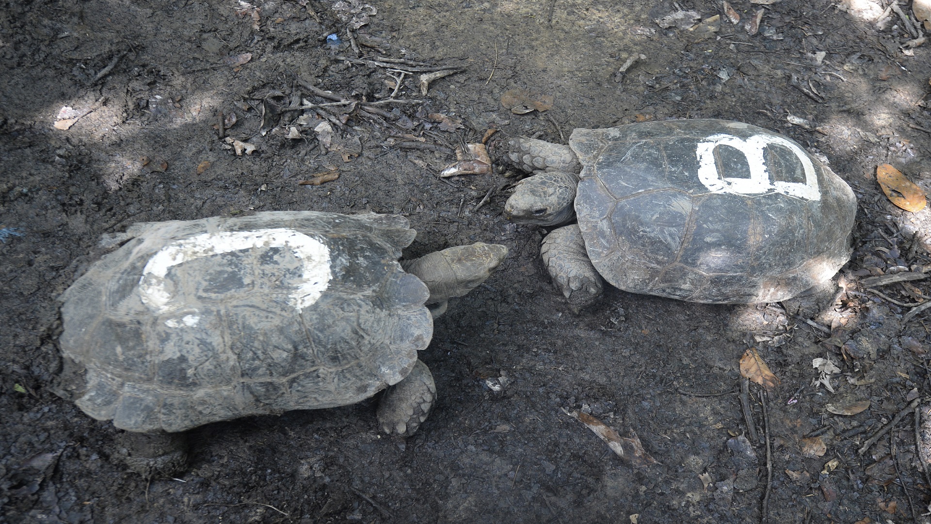 Image for the title: Galapagos island gets 36 endangered giant tortoises 