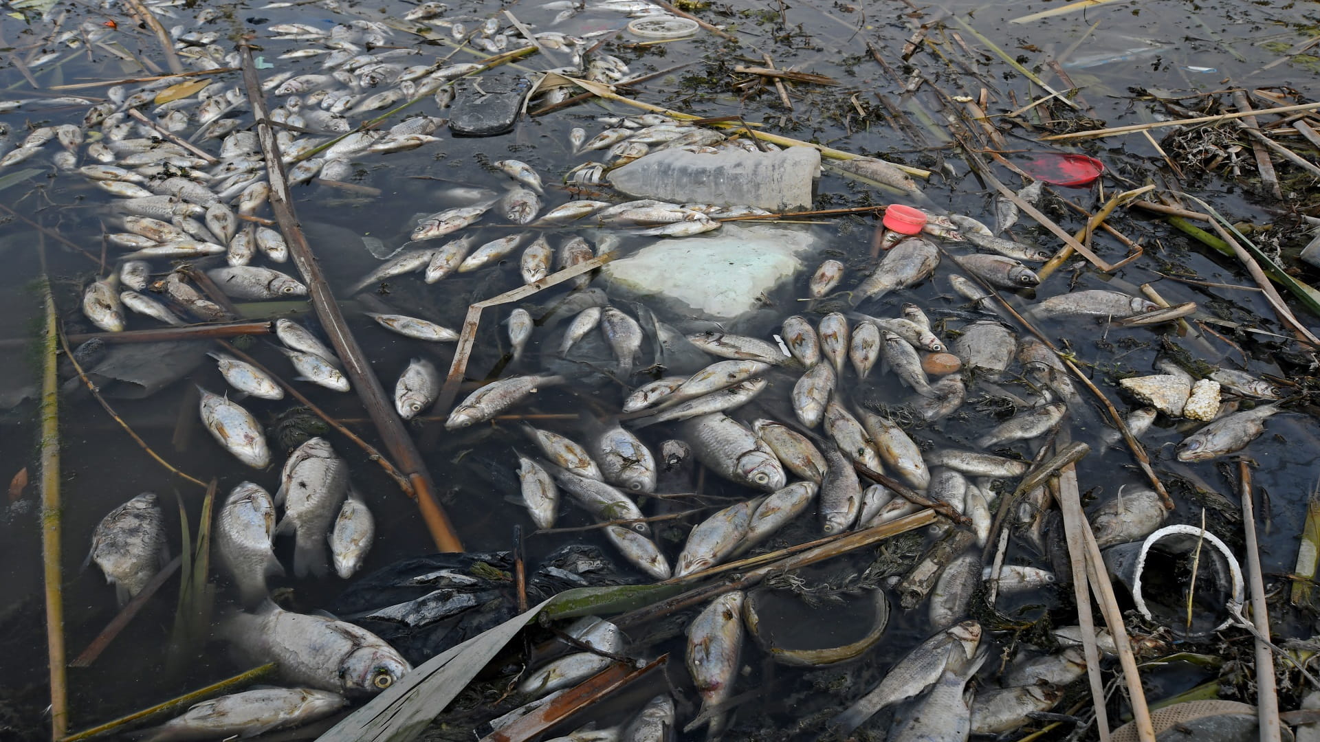 Image for the title: Ancient Mesopotamian marshes threatened by Iraqi sewage 