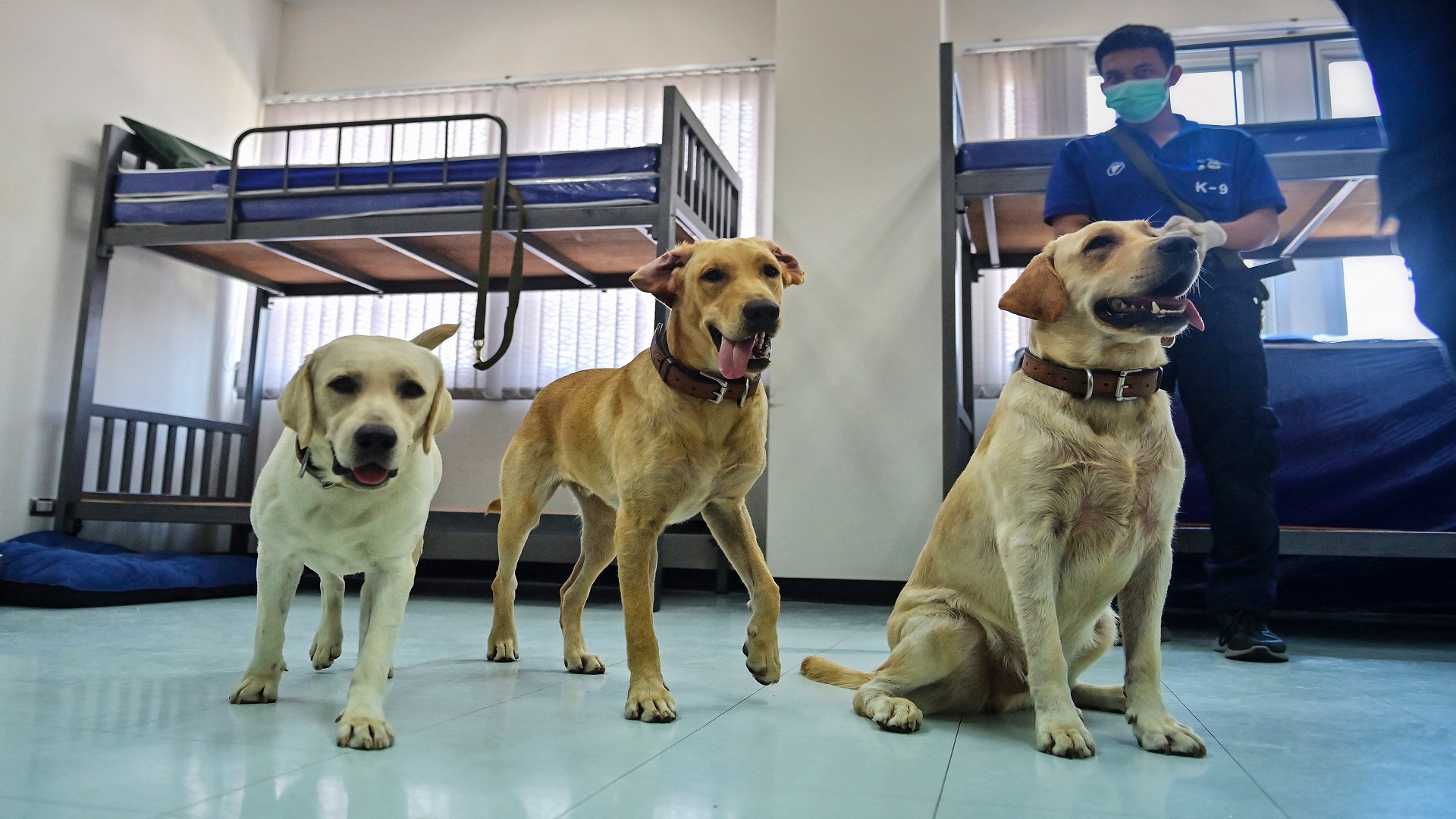 Image for the title: Study shows dogs can detect Covid-positive arrivals 