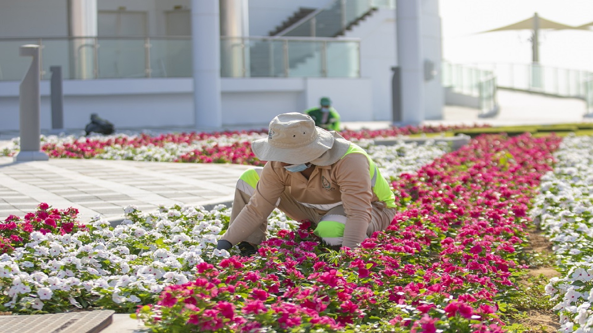 Image for the title: Dibba Al Hisn plants 35000 square meters of green areas 