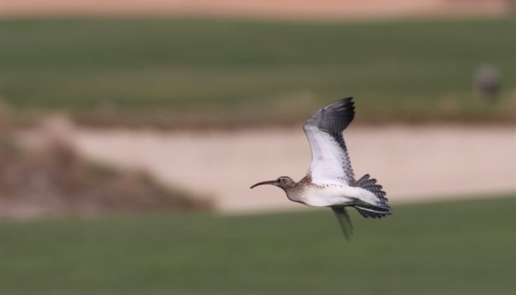 a-world-first-for-abu-dhabi-as-ultra-rare-bird-stops-over-1