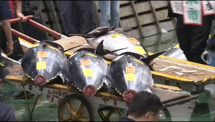 tuna-sells-for-nearly-two-million-usd-at-japan-new-year-auction-1 