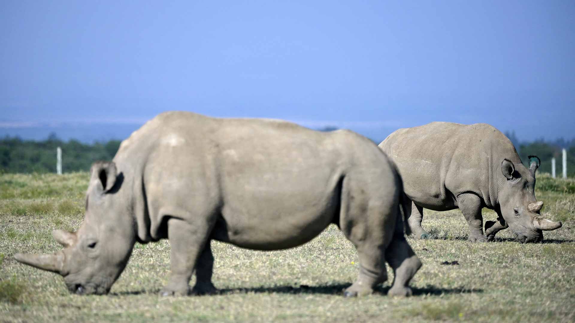 Image for the title: Rhino killings on the rise in South Africa 