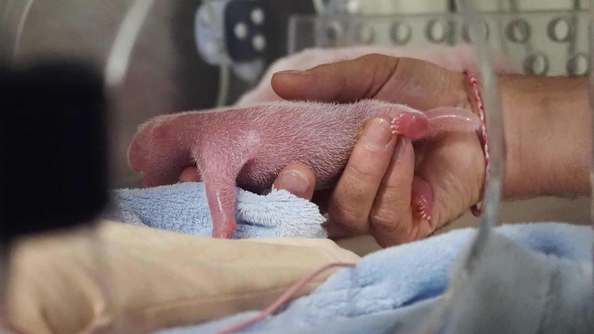 Image for the title: Panda loaned to France gives birth to twins: zoo 