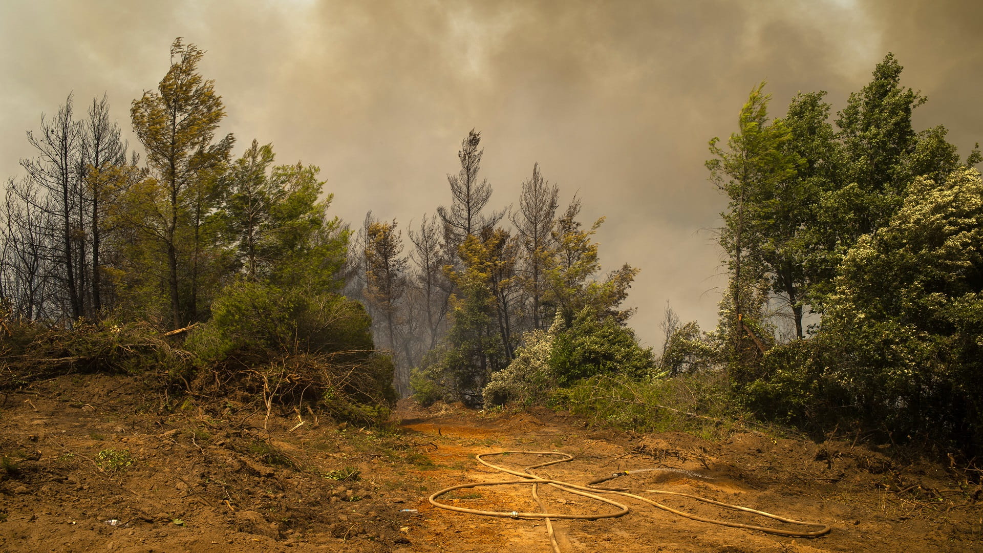 Image for the title: Greece fires under control: fire department 