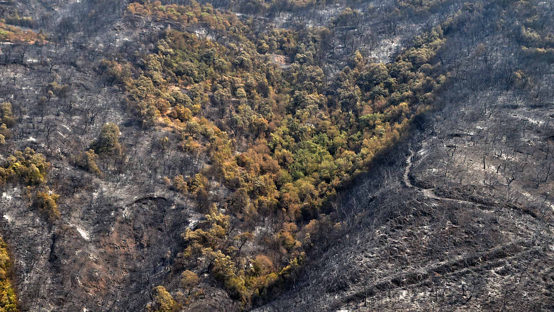 Algeria Forest Fires Extinguished: Emergency Services