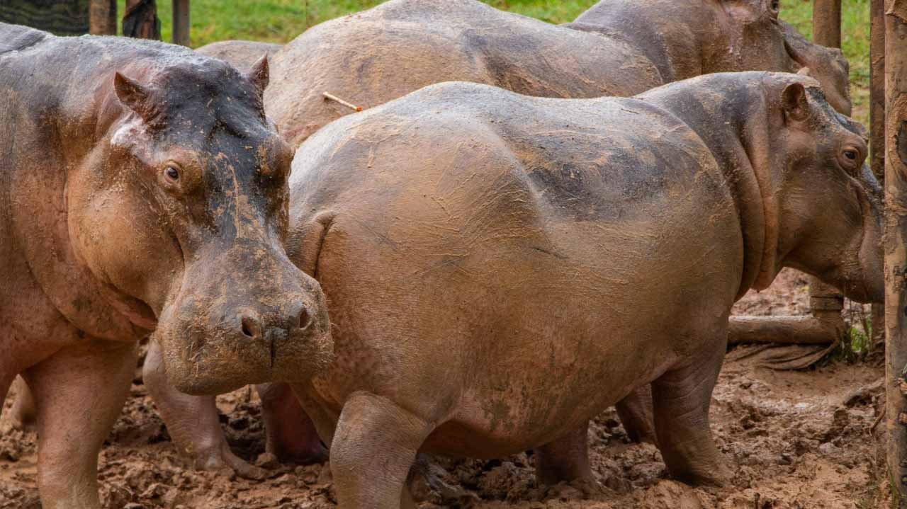 Image for the title: Belgian zoo hippos test positive for Covid 