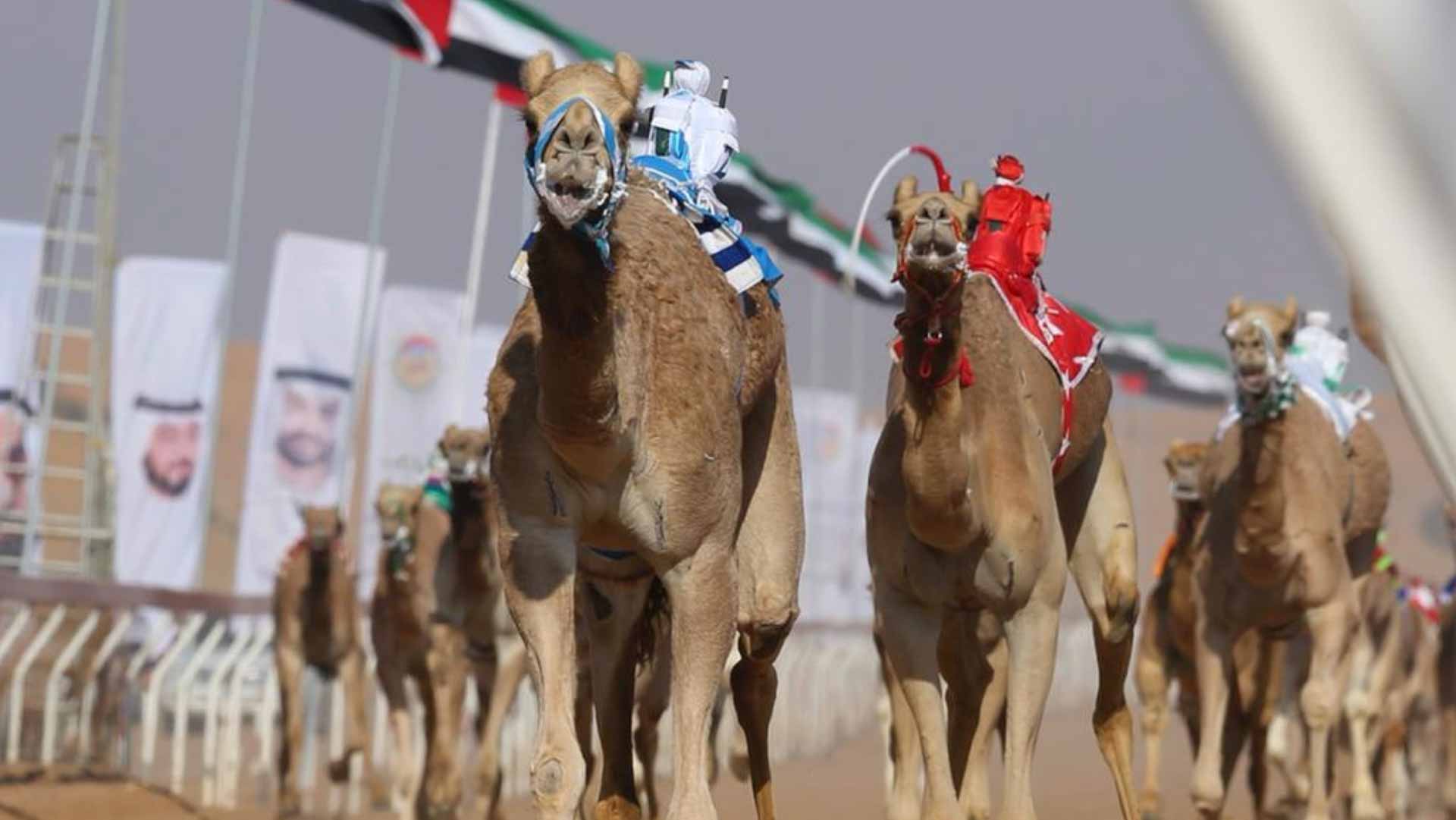 Image for the title: Mohamed bin Zayed Fest. for Arabian Camel launches Sat. 