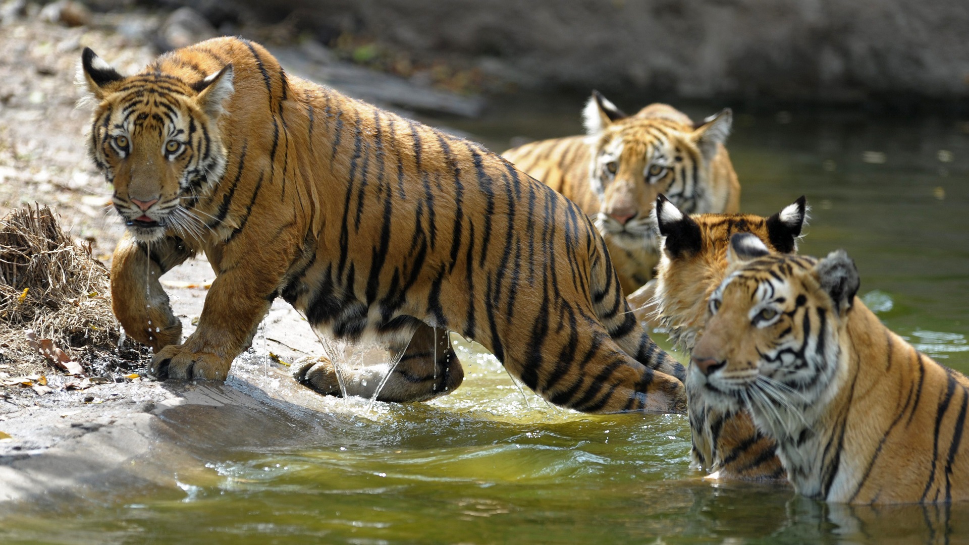 Image for the title: India saw record 126 tiger deaths in 2021 