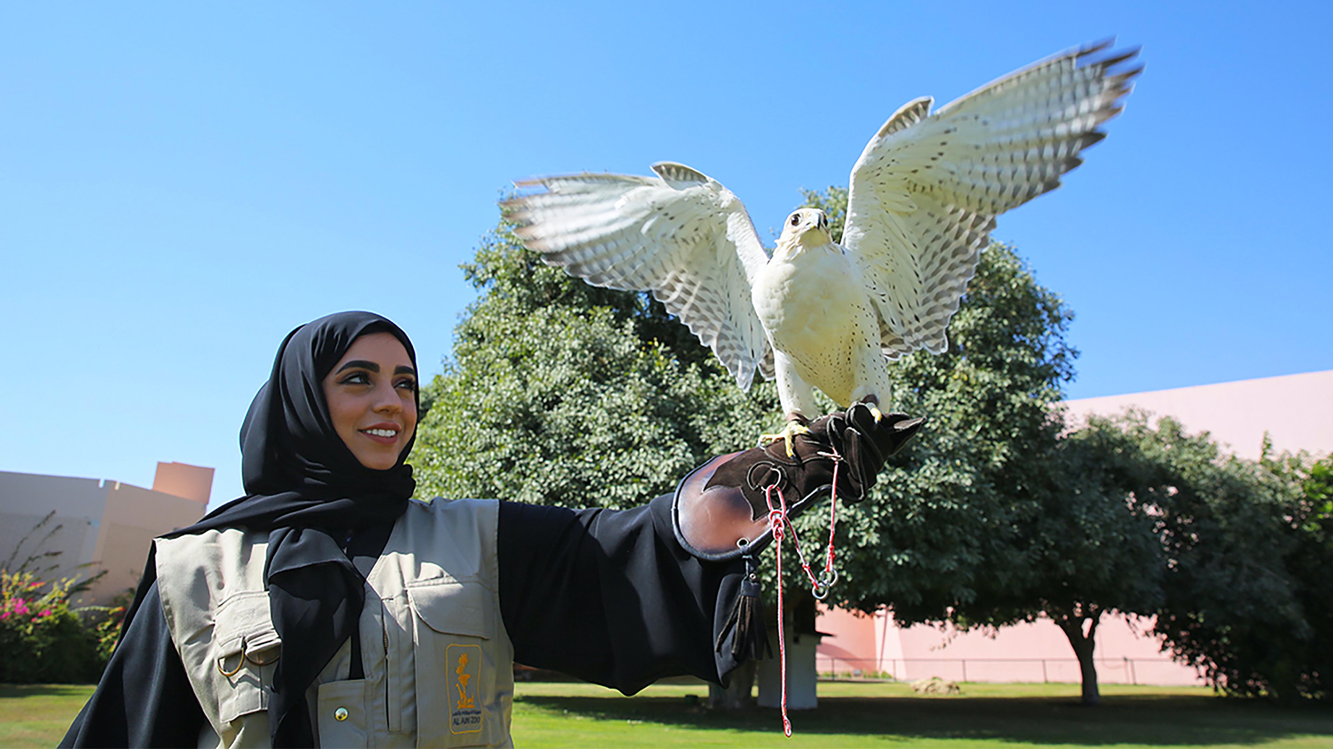 Image for the title: Al Ain Zoo welcomes a new baby Harris Hawk 