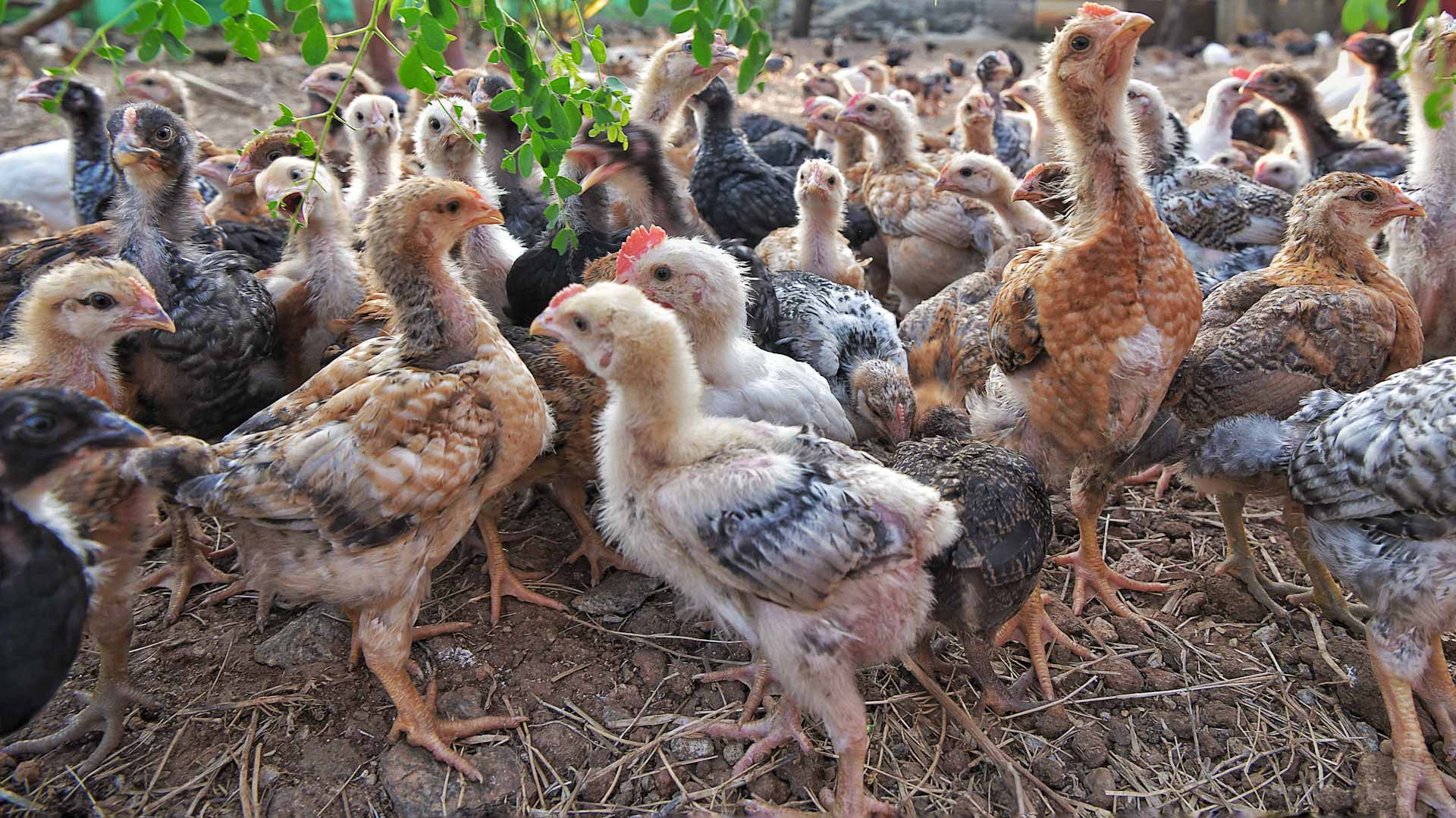 Image for the title: Namibia suspends poultry from Germany, Netherlands 