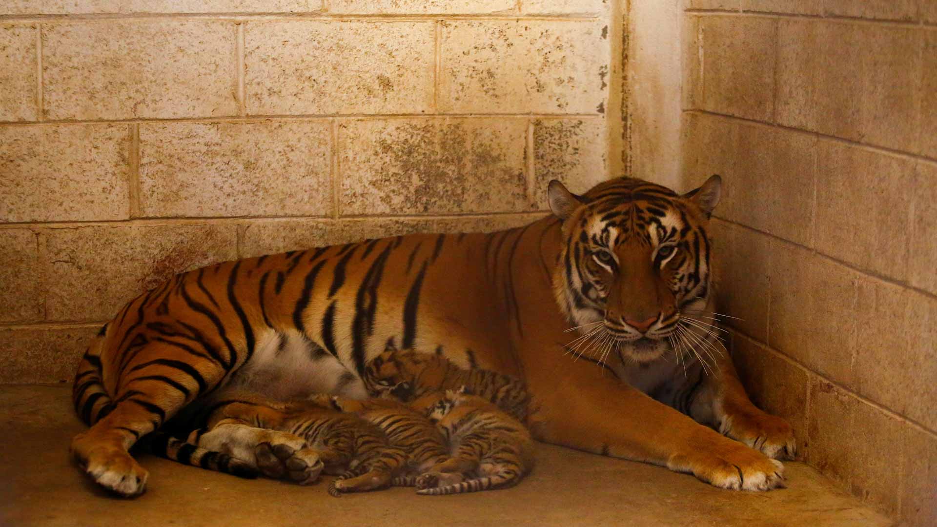 Image for the title: Birth of four tiger cubs delights Mexico zoo 