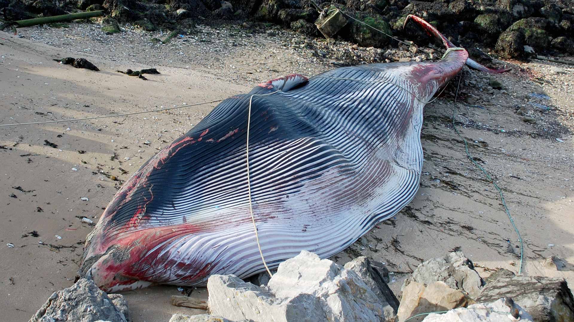 Image for the title: Massive whale beaches itself in northern France 