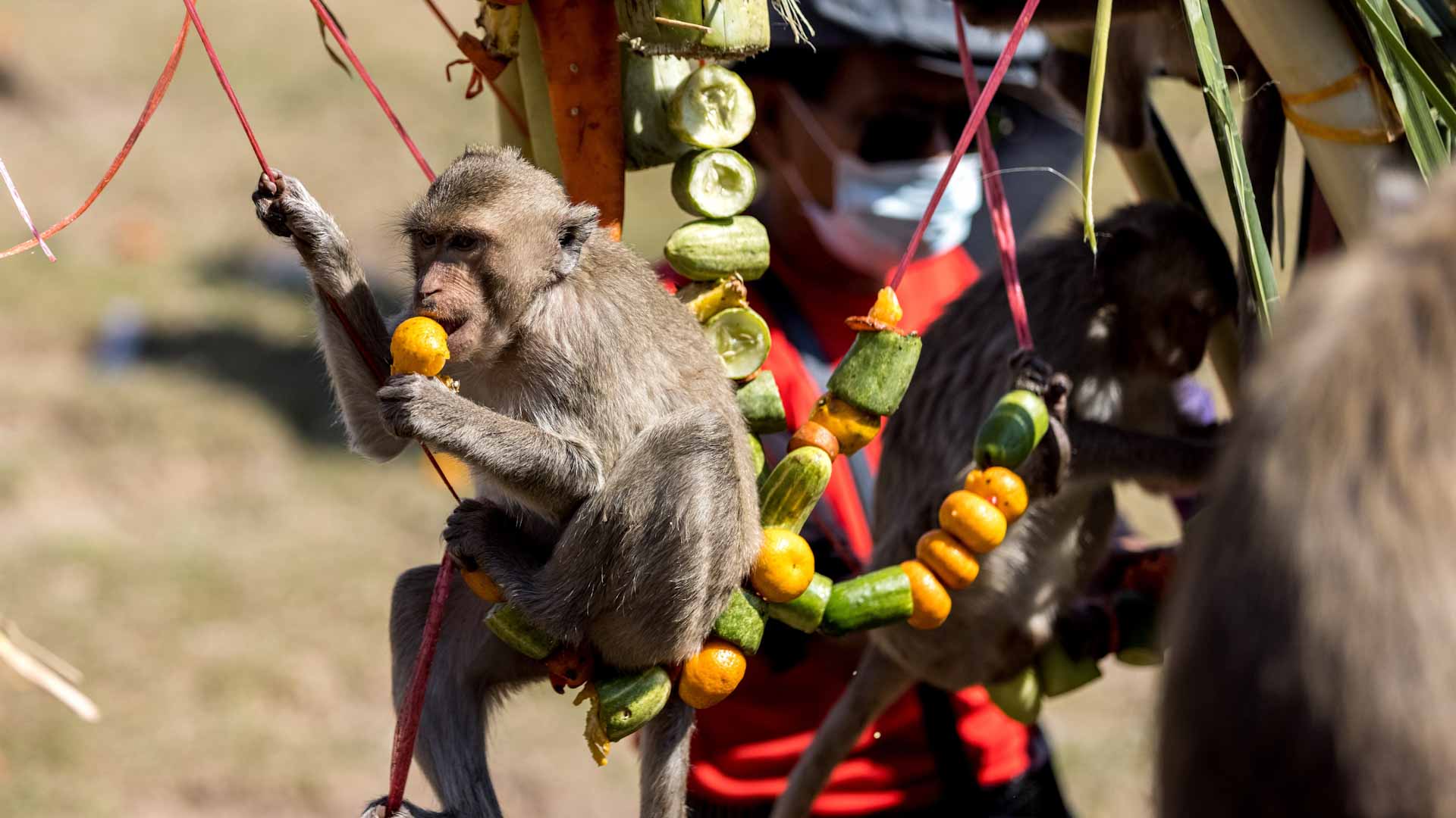 Image for the title: Fruit galore: Thai monkey festival returns as tourists come back 