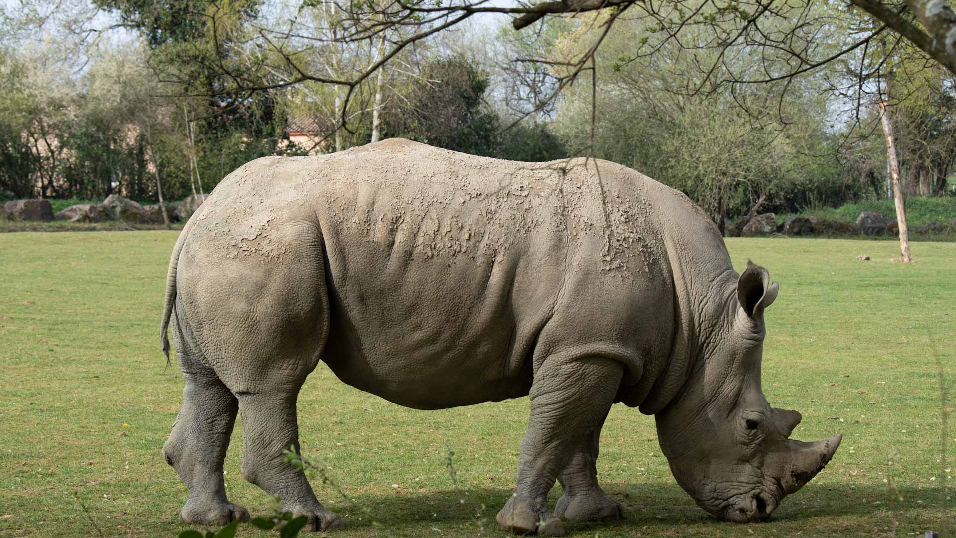 Image for the title: World's oldest white rhino dies in Italian zoo aged 54 