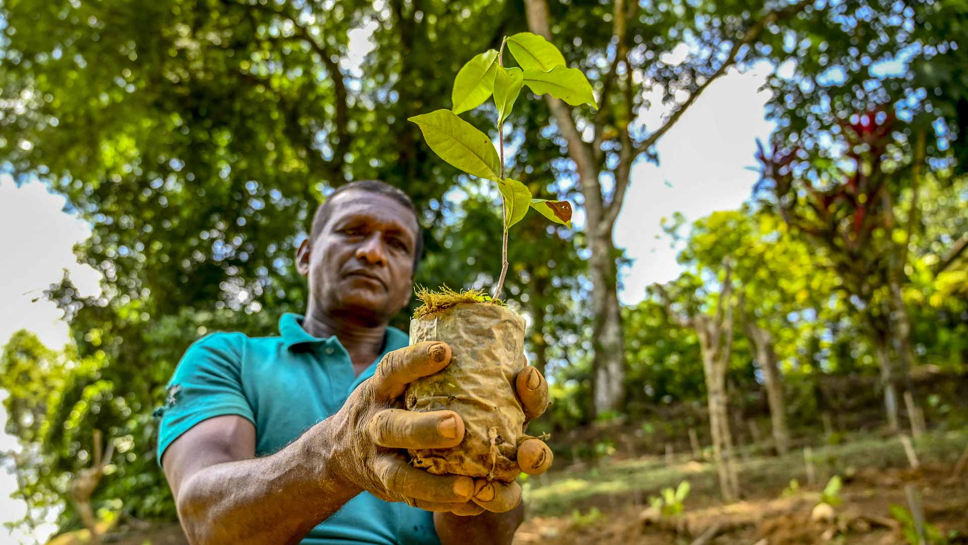 Image for the title: Sri Lanka reverses organic farming drive as tea suffers 