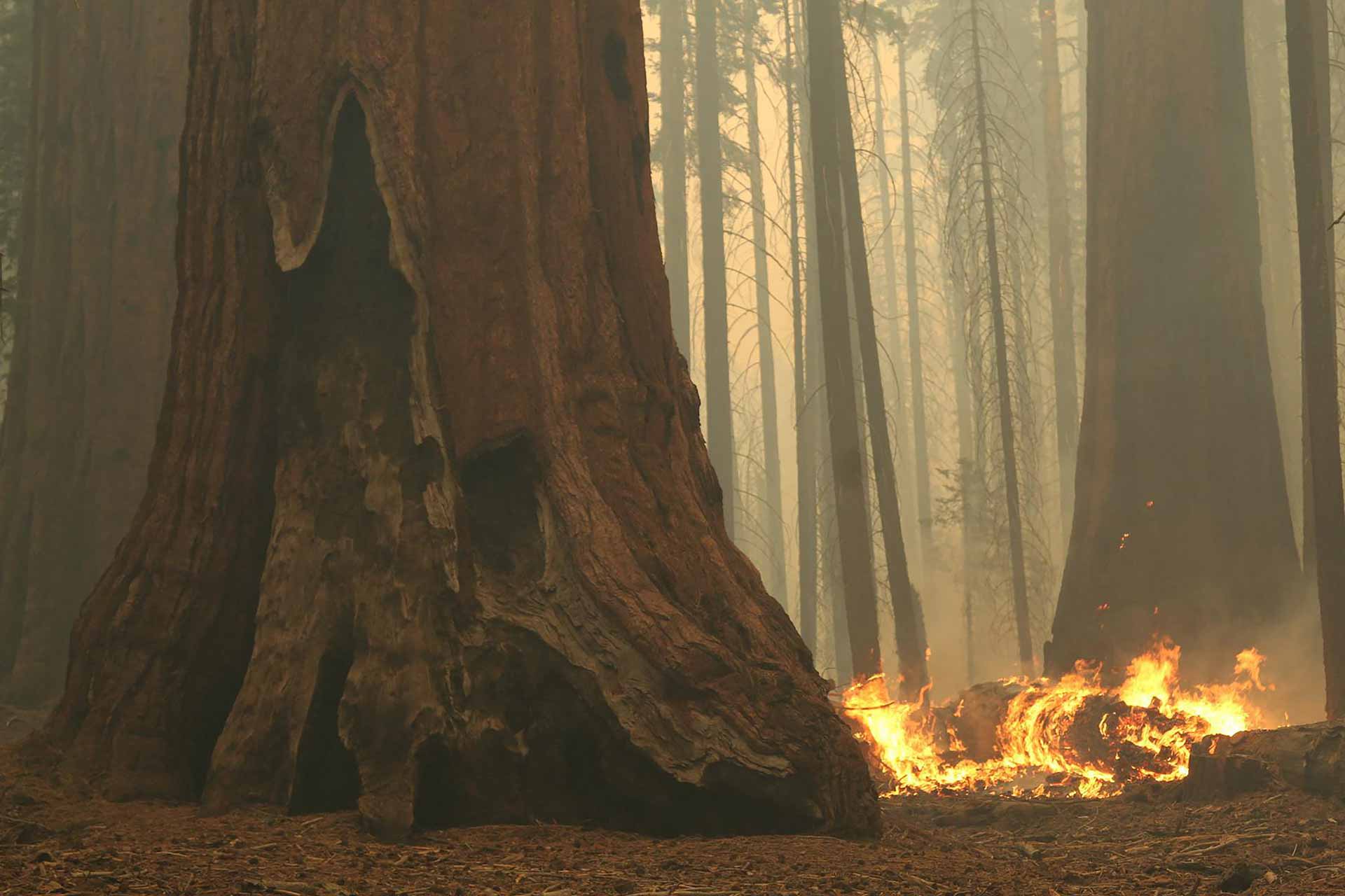 Image for the title: Firefighters race to protect giant sequoias in California fires 