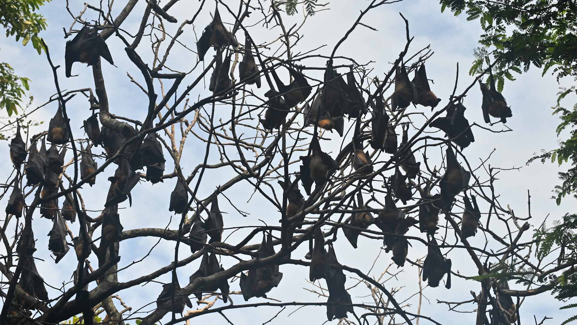 Image for the title: Bats with Covid-like viruses found in Laos: study 