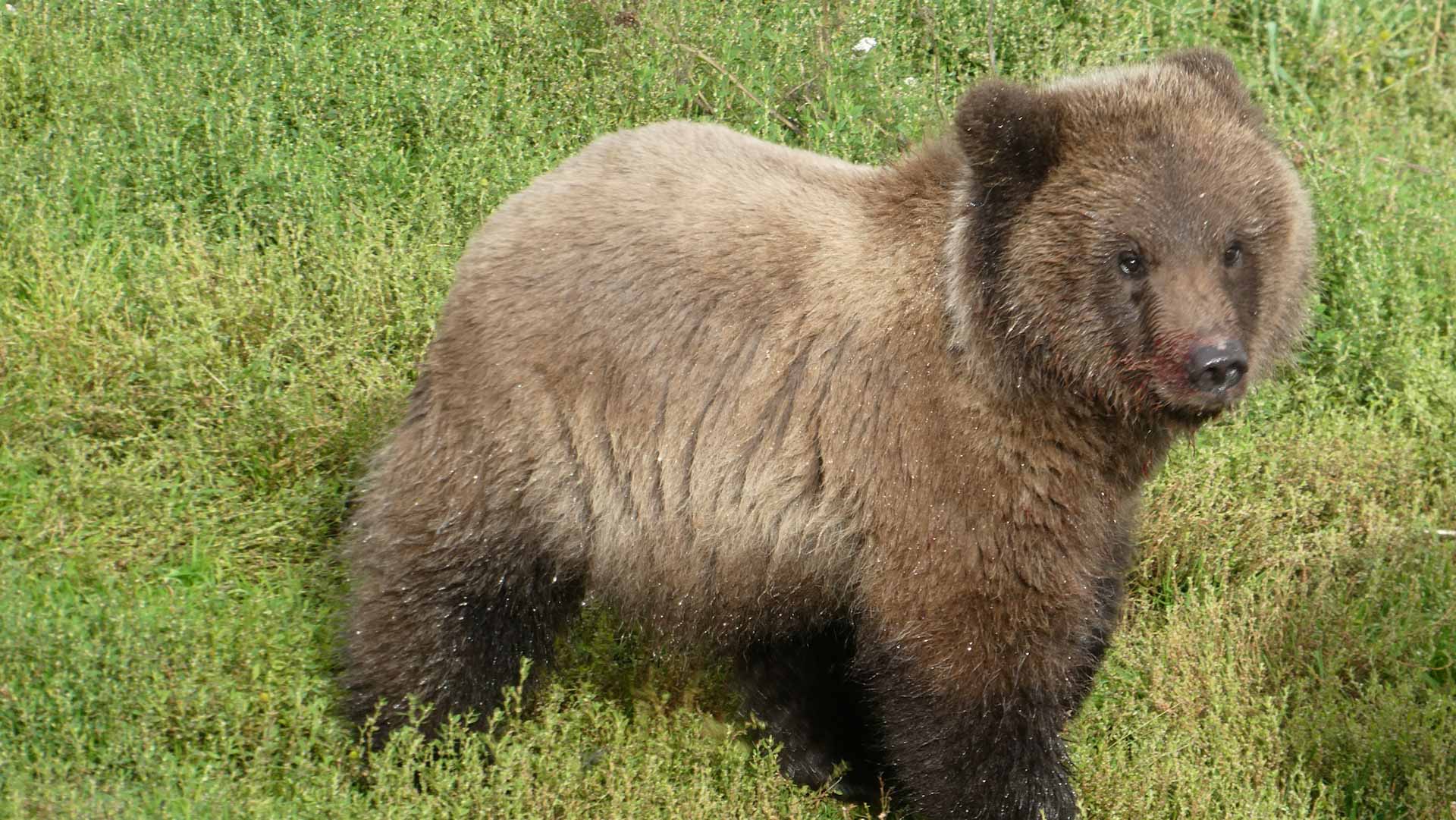 Image for the title: Ahead of winter hibernation, Alaska celebrates Fat Bear Week 