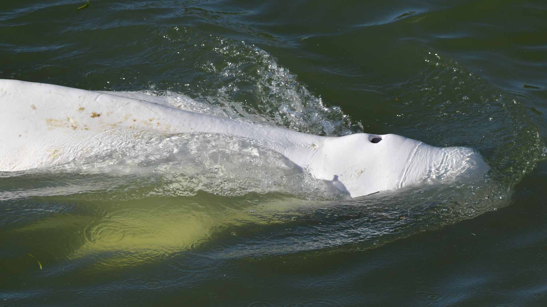 Image for the title: 'Little hope' of saving beluga whale stranded in Seine river 