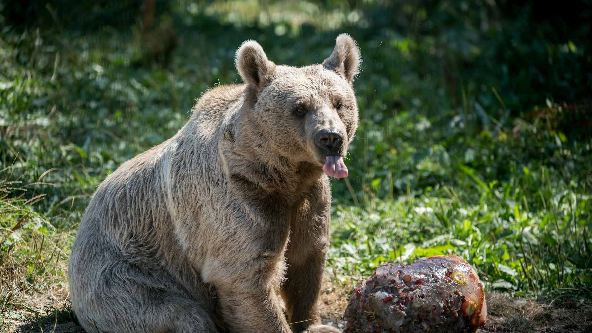 Image for the title: Su-bear-ru: Bear spends night in US couple's car 