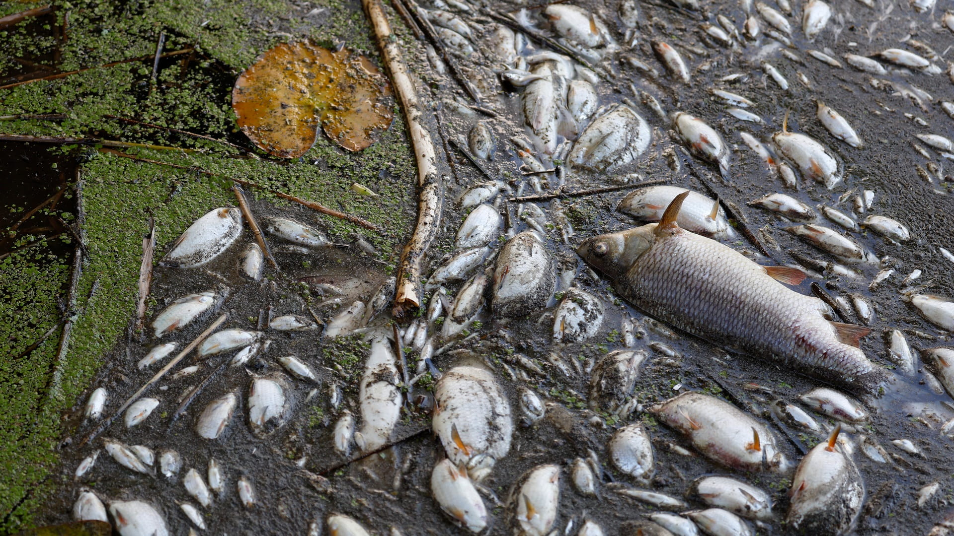 Image for the title: Dead fish in German-Polish river after feared chemical waste dump 