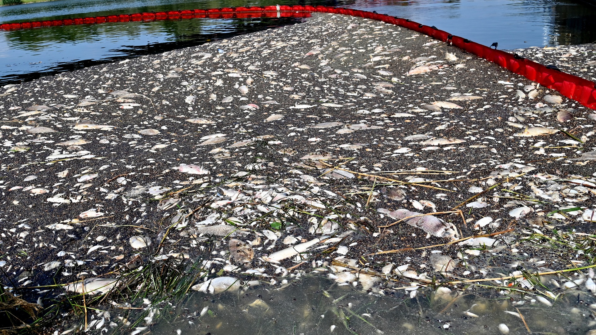 Image for the title: Germany, Poland say toxic algae found after fish deaths 