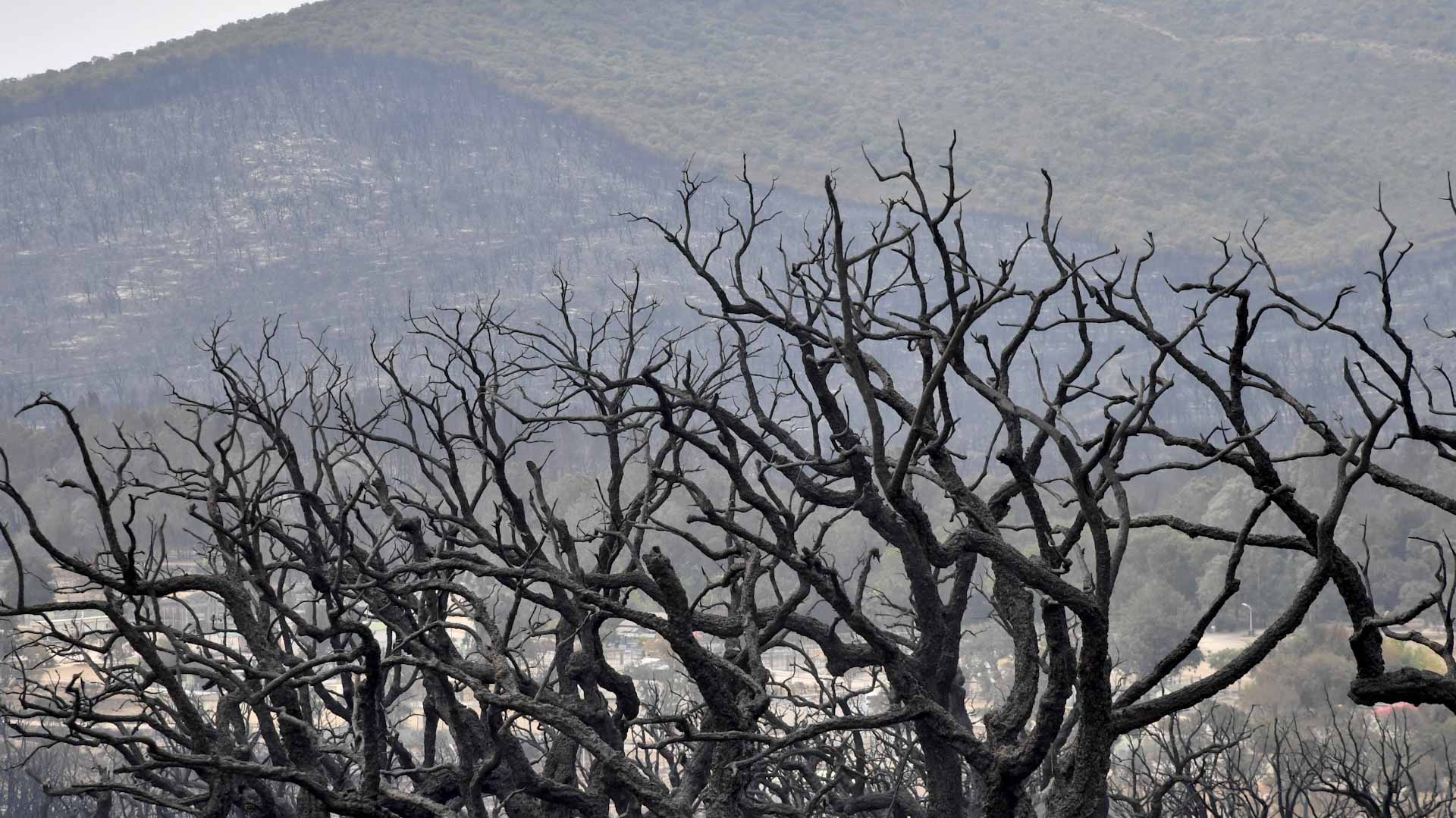 Image for the title: China battles forest fires as end of heatwave approaches 