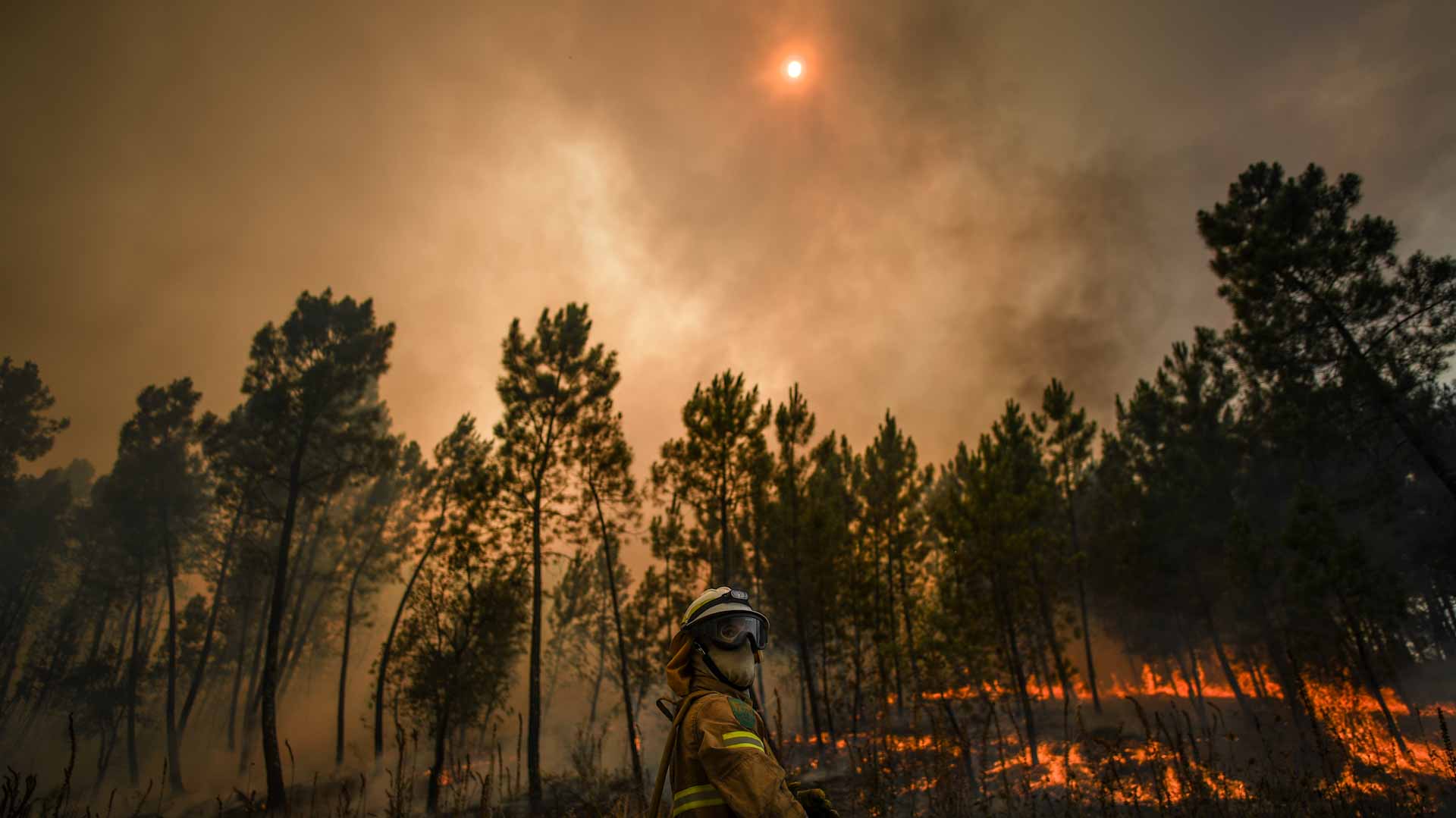 Image for the title: Portugal: more than 100,000 hectares destroyed in forest fires 