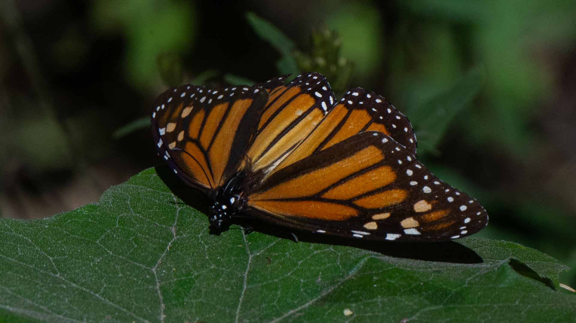 Image for the title: In Mexico, endangered butterflies inspire hopes of a comeback 