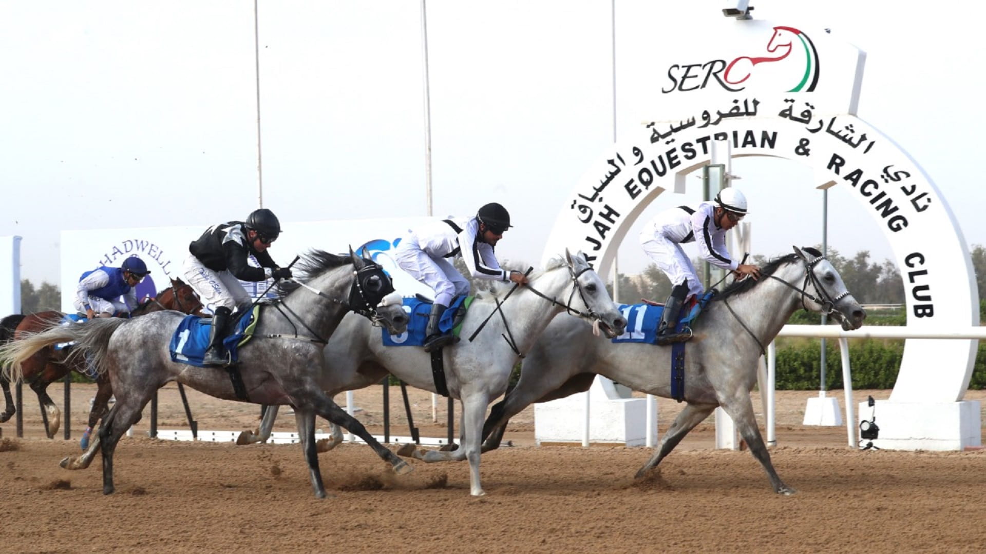 Image for the title: 96 purebred Arabian horses participate in GCC Cup at SERC Dec. 24 