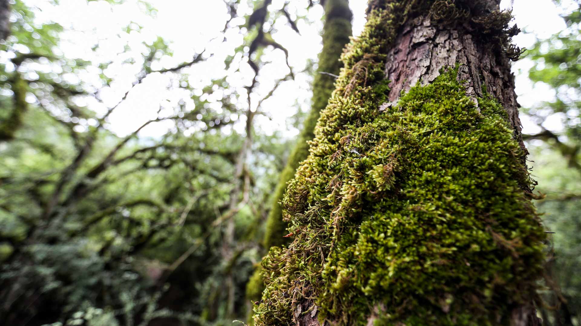 Image for the title: More than 9,000 tree species still undiscovered: study 